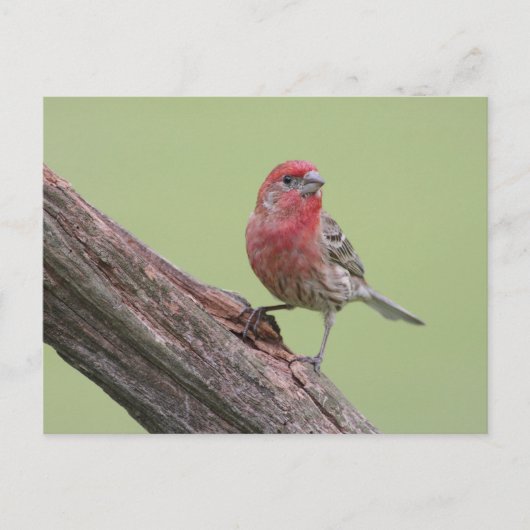 House Finch Briefkaart (Voorkant)
