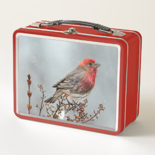 House Finch in Snow - Originele foto