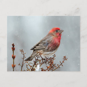 House Finch in Snow - Originele foto Briefkaart
