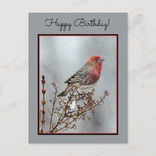House Finch in Snow - Originele foto Briefkaart