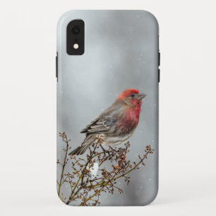 House Finch in Snow - Originele foto iPhone XR Hoesje