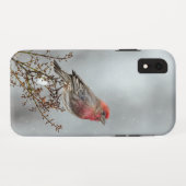 House Finch in Snow - Originele foto Case-Mate iPhone Case (Achterkant (horizontaal))