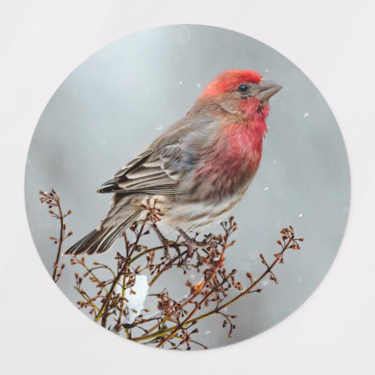 House Finch in Snow - Originele foto Labels (Design 1)