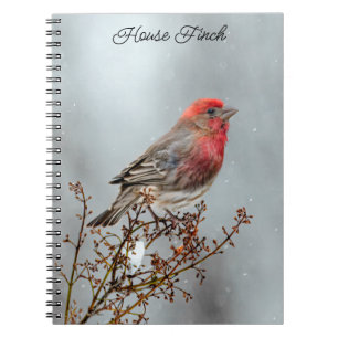 House Finch in Snow - Originele foto Notitieboek