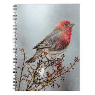 House Finch in Snow - Originele foto Notitieboek