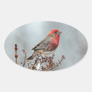 House Finch in Snow - Originele foto Ovale Sticker