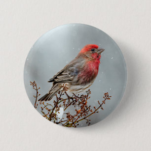 House Finch in Snow - Originele foto Ronde Button 5,7 Cm
