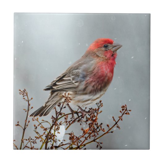 House Finch in Snow - Originele foto Tegeltje (Voorkant)