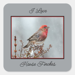 House Finch in Snow - Originele foto Vierkante Sticker