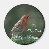 House Finch Magnet Magneet (Voorkant)