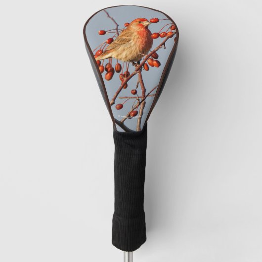 House Finch met Hawthorn Berries Golfheadcover (Voorkant)