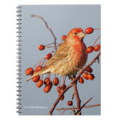 House Finch met Hawthorn Berries Notitieboek (Voorkant)