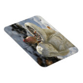 House Finch on Rabbit Bird Feeder Magneet (Rechterzijde)