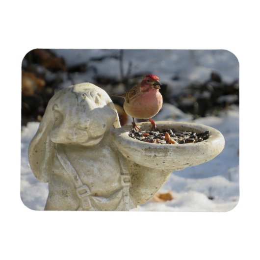 House Finch on Rabbit Bird Feeder Magneet (Horizontaal)