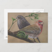 House Finch Pair Briefkaart (Voorkant / Achterkant)