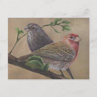 House Finch Pair Briefkaart