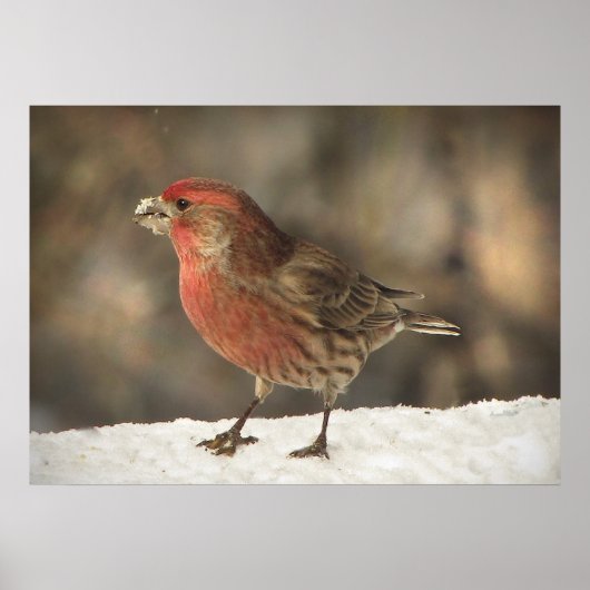 House Finch Poster (Voorkant)