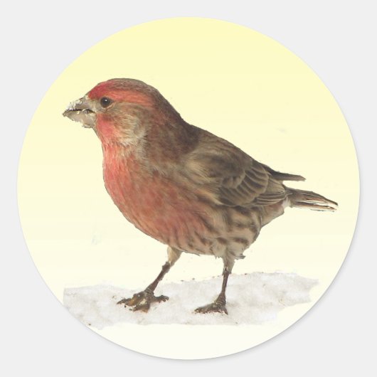House Finch Ronde Sticker (Voorkant)