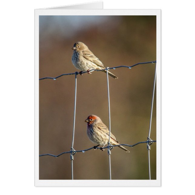 House Finches (Voorkant)