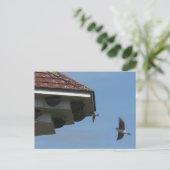 House Martins à Nest Box do-it-yourself carte post (Debout devant)