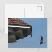 House Martins à Nest Box do-it-yourself carte post (Devant / Derrière)