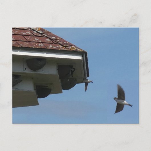 House Martins à Nest Box do-it-yourself carte post (Devant)