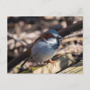 House Sparrow Briefkaart