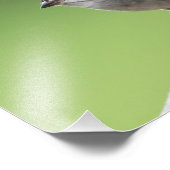 House Sparrow Foto Afdruk (Hoek)