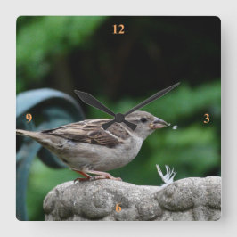 House Sparrow neemt een drink. Vierkante Klok