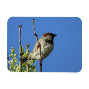House Sparrow on Lilacs Magnet Magneet