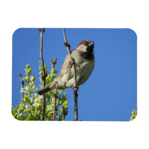 House Sparrow Spring Lilacs Magnet Magneet