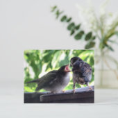 House Sparrow Vader Voeding Teaching Baby Briefkaart (Staand voorkant)