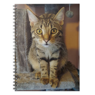 House Tiger Notitieboek
