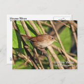 House Wren Briefkaart (Voorkant / Achterkant)