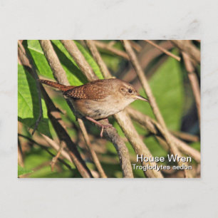 House Wren Briefkaart