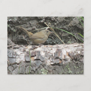 House Wren Briefkaart