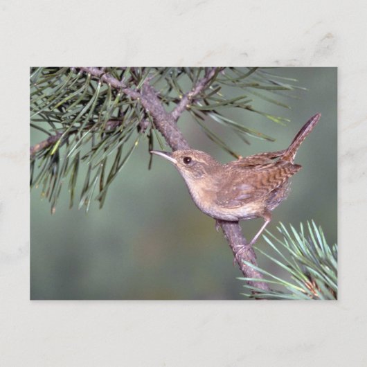 House Wren Briefkaart (Voorkant)