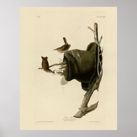 House Wren uit Audubon's Birds of America Poster (Voorkant)