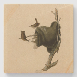 House Wren uit Audubon's Birds of America Stenen Onderzetter