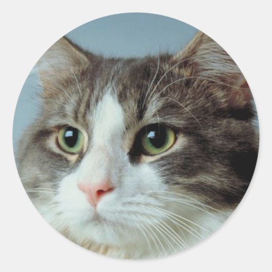 Housecat Ronde Sticker (Voorkant)