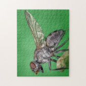 Housefly Close Insect Photo Puzzle Legpuzzel (Verticaal)
