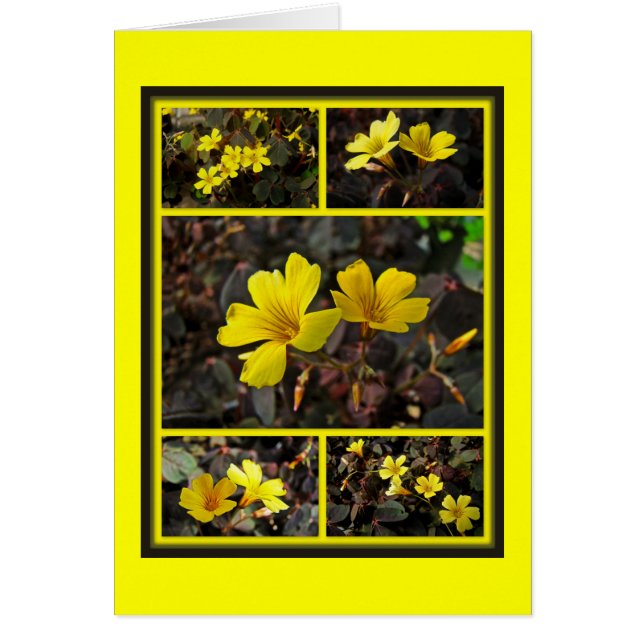 Houseplant à fleurs jaunes d'Oxalis (Devant)
