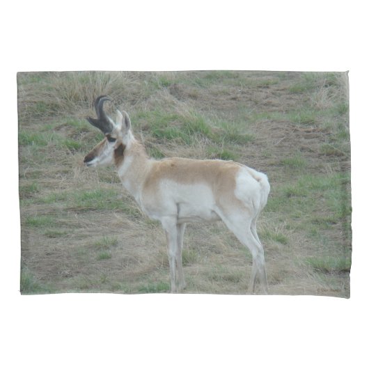 Housse D'oreillers A26 Pronghorn Antelope Buck (devant)