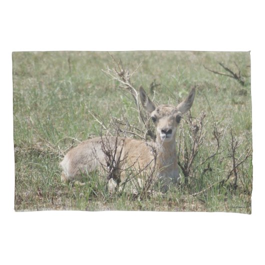 Housse D'oreillers A7 Baby Pronghorn Antelope (devant)