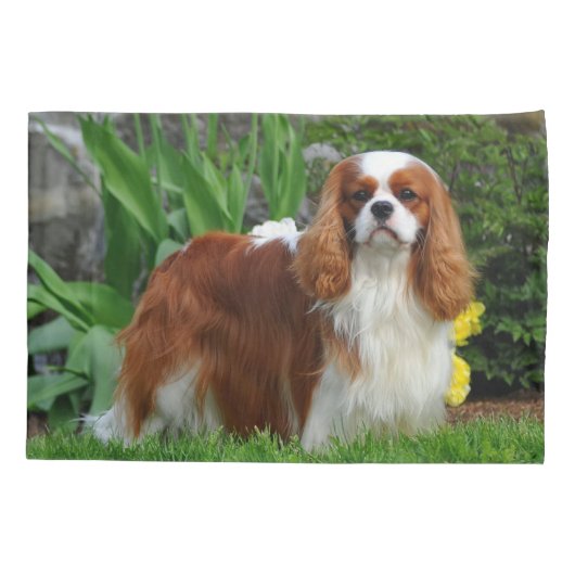 Housse D'oreillers Blenheim Cavalier King Charles Spaniel Chien Chien (Dos)