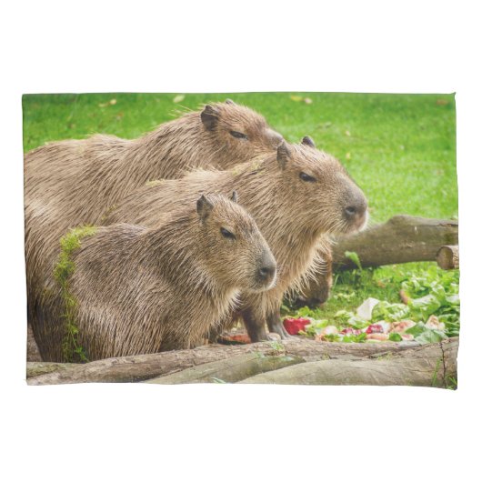 Housse D'oreillers Capybara Trio (devant)