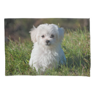 Housse D'oreillers Chien chiot maltais blanc mou
