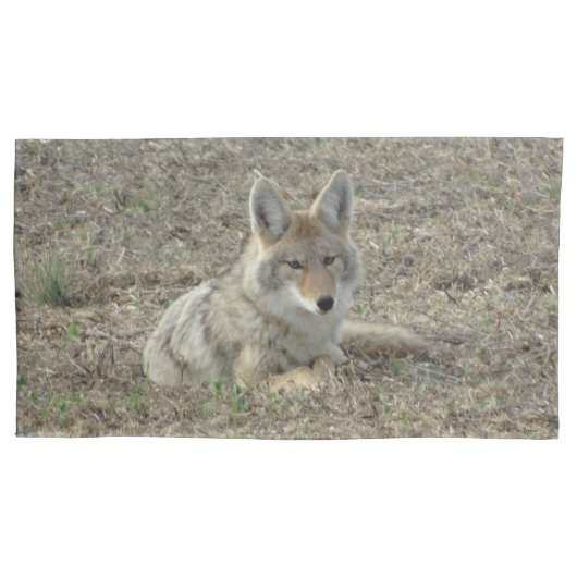 Housse D'oreillers R22 Coyote Laying (devant)