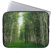 Belle forêt de bouleaux