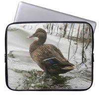 Canard gris sur la nuit du lac